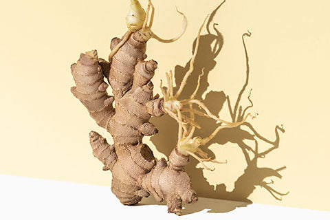 ginger root 101